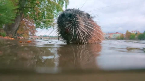 Nutria swims along river approaches to camera, stops, sniffs air around itself Stock Footage 323234927