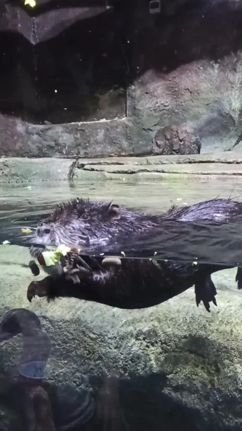 Nutria swims and eats behind the glass Stock Footage 308929874