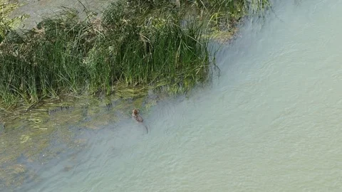 Nutria in Tiber river, slowmo HD Stock Footage 76792701