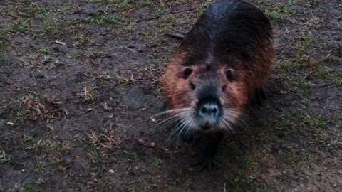 Nutria walks in multiple directions with curiosity Stock Footage 142481834