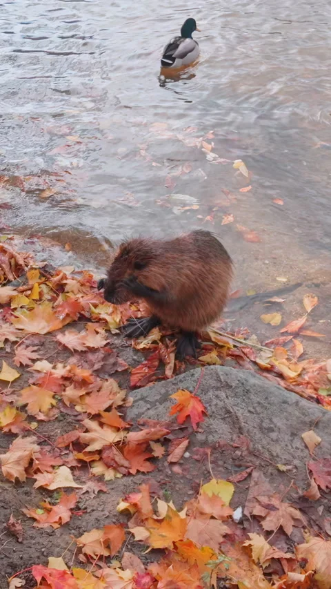 Nutria washes with its front paws while sitting on riverbank among falls yellow Stock Footage 325074257