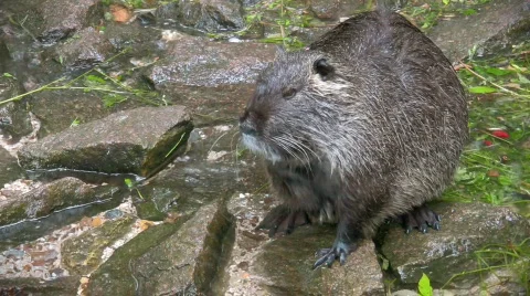 Nutria washing Stock-Footage 444525