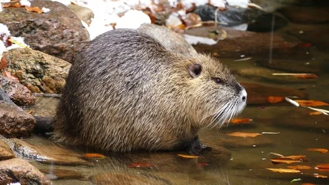 A nutria by the water Stock Footage