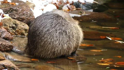 A nutria by the water Stock Footage 231550714