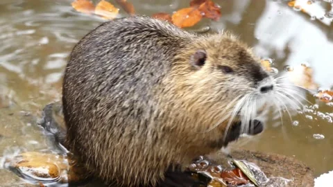 A nutria by the water Stock Footage 231550742