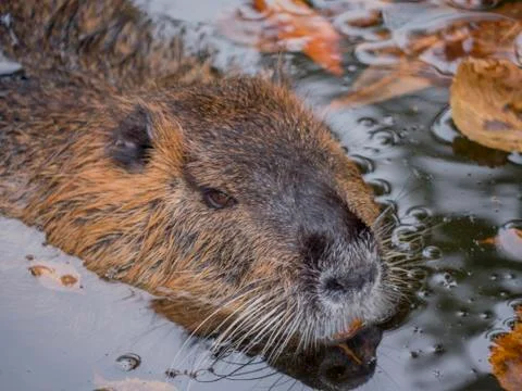 Nutria in the water Stock Photos