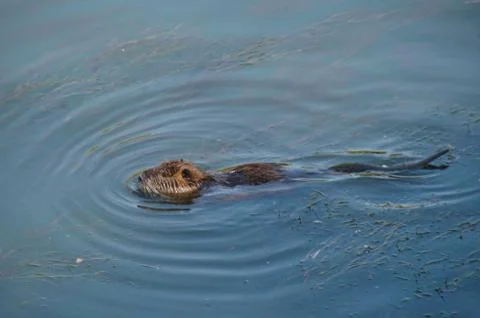 Nutria in the water 스톡 사진