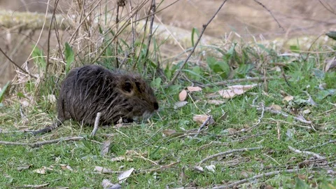 Nutria in the wild close up Vidéo 105059607