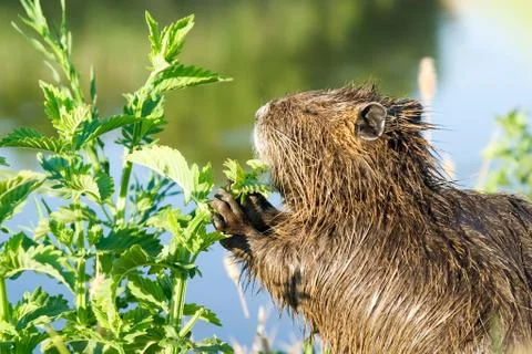 Nutria in the wild Foto stock