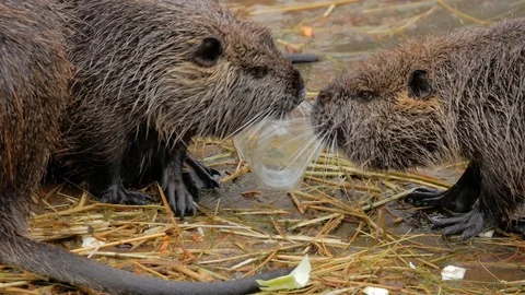 Nutria on a wooden surface. Ecological problems. Stock Footage 123464030