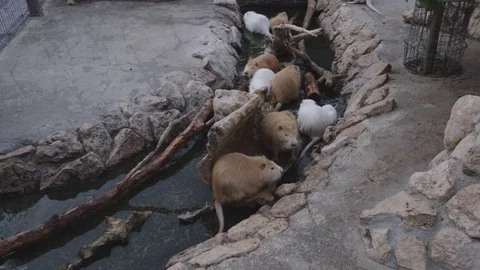 Nutria at the zoo Stock Footage 94346777
