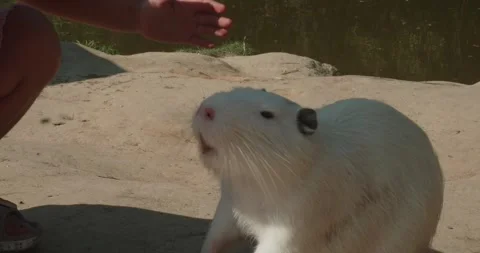 Nutria at the zoo. A white nutria sits on the bank of a pond, greedily begging Stock Footage 288140043