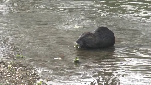 Nutria5 Video stock 79620088