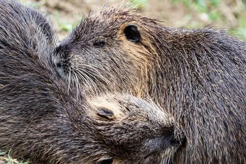 Nutrias coupling Stock Photos