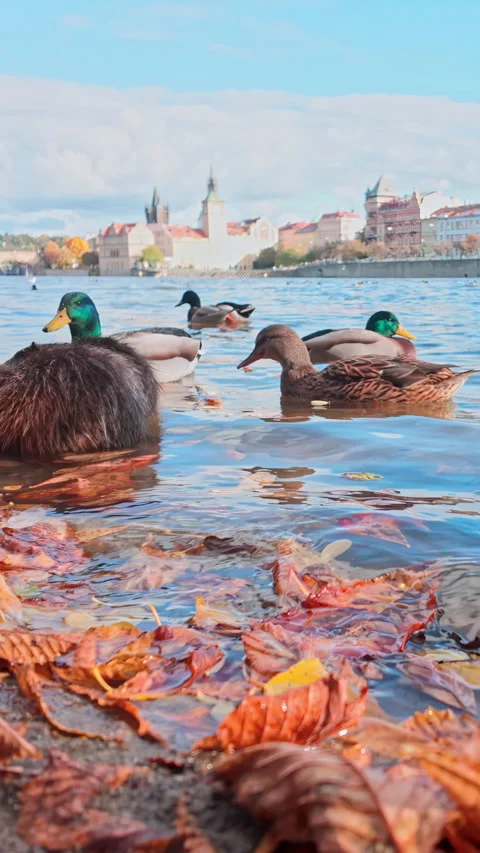 Nutrias sit in water, with wild ducks swimming nearby on sunny autumn day with Stock Footage 327059252