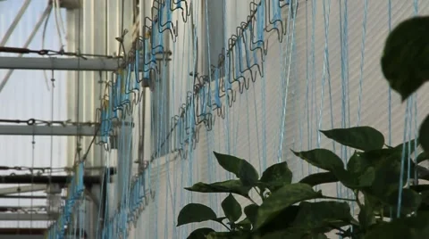 Nutrient System for Hydroponic Gardening Stock Footage