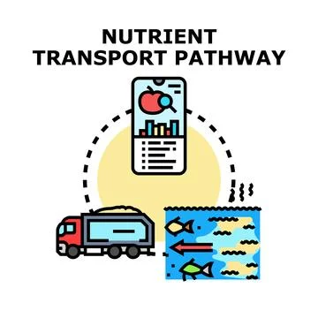 Nutrient transport pathway creating ecosystem balance Stock Illustration