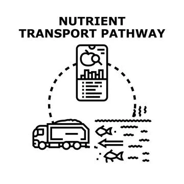 Nutrient transport pathway creating ecosystem balance Illustrazione stock