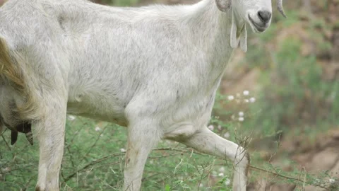 Nutritious Goat - Grazing in the Wild Stock Footage 320929084