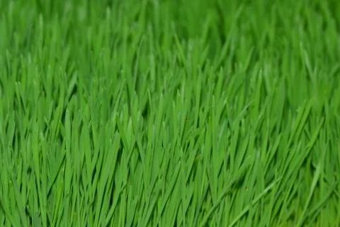 Nutritious homegrown Wheatgrass plants Stock Photos