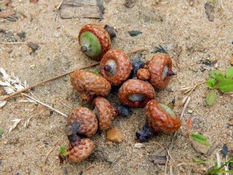 Nuts of acorns on the ground close up Stock Photos