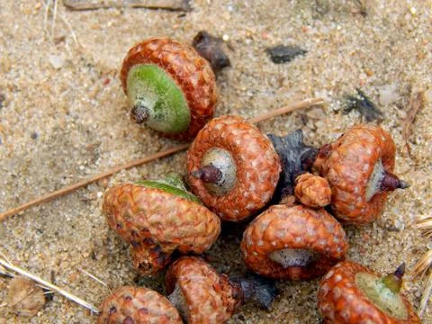 Nuts of acorns on the ground close up Stock Photos