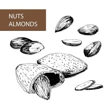 Nuts. Almonds Stock Illustration