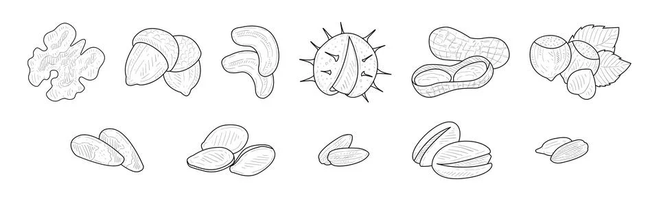 Nuts and Kernel with Shell Hand Drawn Element Vector Set Stock Illustration