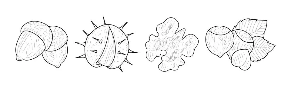 Nuts and Kernel with Shell Hand Drawn Element Vector Set Stock Illustration