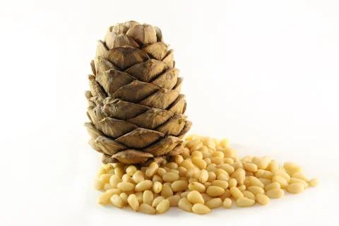 Nuts and oniferous trees Stock Photos