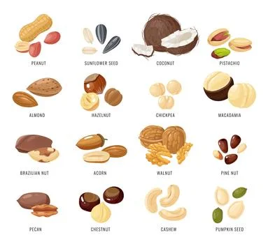 Nuts and seeds. Nut and seed in shell and peeled, Peanut and almond, brazilian Stock Illustration
