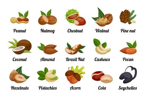 Nuts and seeds. Peanut and hazelnut, coconut and pistachio, food icons for sn Stock Illustration