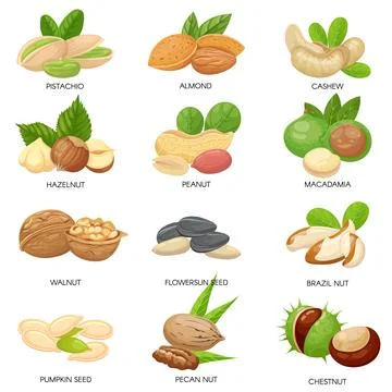 Nuts and seeds. Raw peanut, macadamia nut and pistachio snacks. Plant seeds.. Illustrazione stock