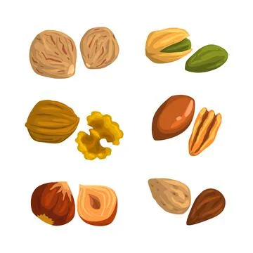 Nuts and seeds set. Walnut, hazelnut, cashew, nutmeg,pecan, almond vector Illustrazione stock
