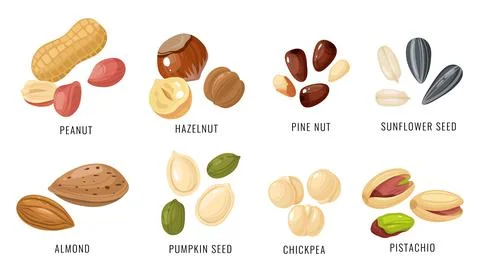 Nuts and seeds. Various nut, bean and seed in shell and peeled, peanut and Stock Illustration