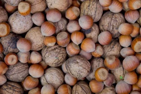 Nuts and walnuts . Close-up of walnuts and hazelnuts as background . Mix of h Stock Photos