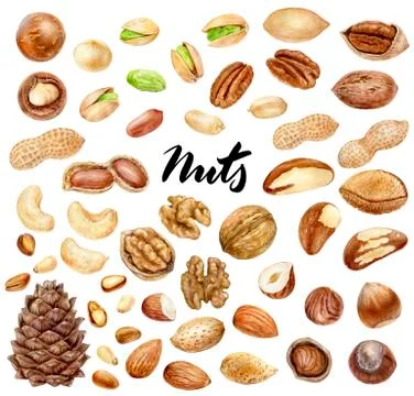 Nuts big set composition watercolor isolated on white background Stock Illustration