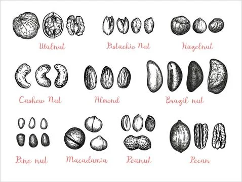 Nuts big set. Stock Illustration