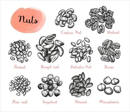 Nuts big set. Stock Illustration