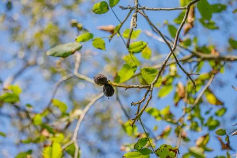 Nuts on a Branch Stock Photos