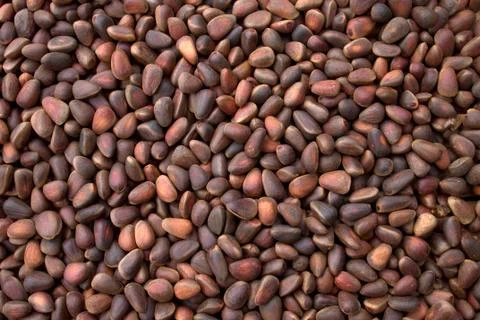 Nuts of cedar. Stock Photos