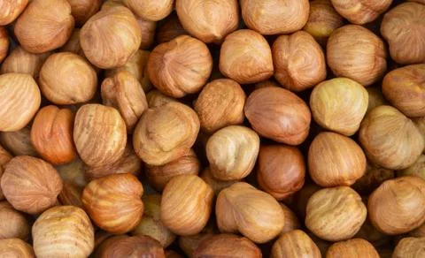 Nuts close up. Hazelnut kernels close-up lies in the sun Stock Photos