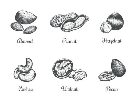 Nuts collection vector illustration hand drawing. Stock Illustration