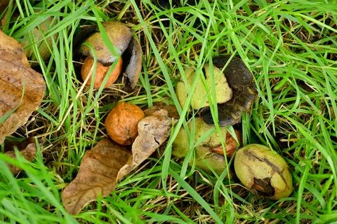 Nuts fallen on the grassy ground Stock Photos