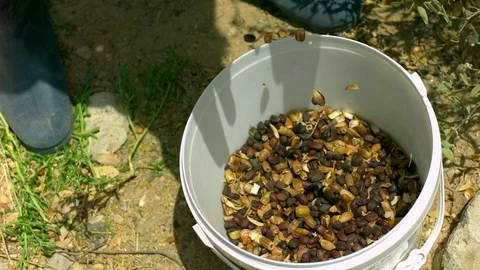 Nuts falling in the basket in slow motion Stock Footage 81230610