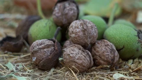 The nuts that fell from the tree are piled up on the ground. Stock Footage 320038036