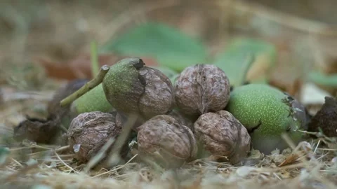 The nuts that fell from the tree are piled up on the ground. Stock Footage 320038172