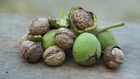 The nuts that fell from the tree are piled up on the ground. Stock Footage 320038174