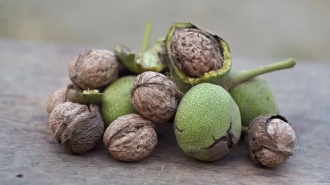 The nuts that fell from the tree are piled up on the ground. Stock Footage 320038175