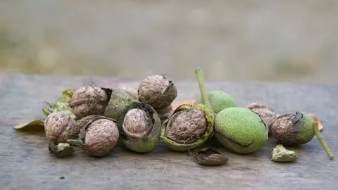 The nuts that fell from the tree are piled up on the ground. Stock Footage 320038265